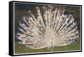 White Peacock-null-Framed Stretched Canvas