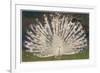 White Peacock-null-Framed Art Print