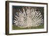 White Peacock-null-Framed Art Print