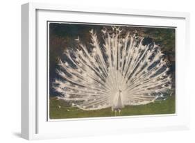 White Peacock-null-Framed Art Print