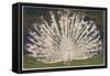 White Peacock-null-Framed Stretched Canvas