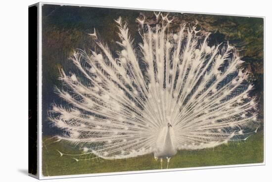 White Peacock-null-Stretched Canvas