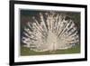 White Peacock-null-Framed Premium Giclee Print