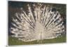 White Peacock-null-Mounted Premium Giclee Print