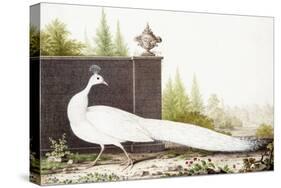 White Peacock-Nicolas Robert-Stretched Canvas