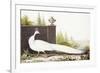 White Peacock-Nicolas Robert-Framed Giclee Print