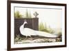 White Peacock-Nicolas Robert-Framed Giclee Print