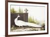 White Peacock-Nicolas Robert-Framed Giclee Print