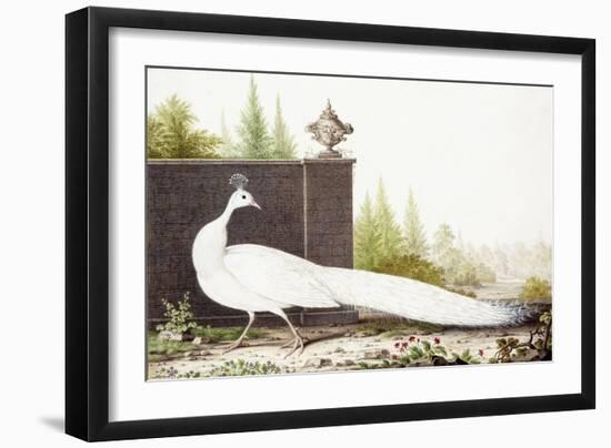 White Peacock-Nicolas Robert-Framed Giclee Print