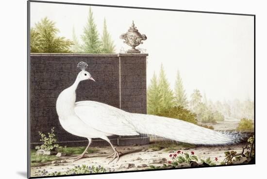 White Peacock-Nicolas Robert-Mounted Giclee Print