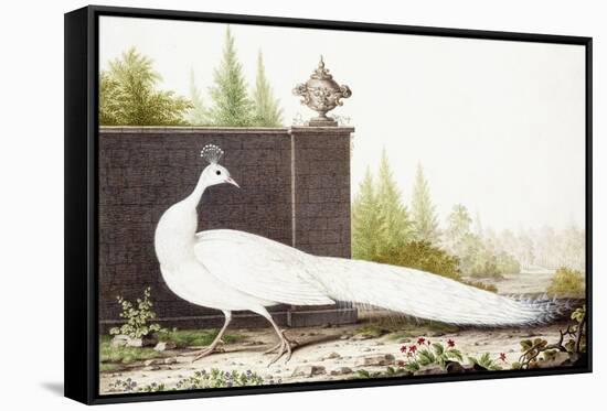 White Peacock-Nicolas Robert-Framed Stretched Canvas