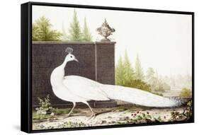 White Peacock-Nicolas Robert-Framed Stretched Canvas