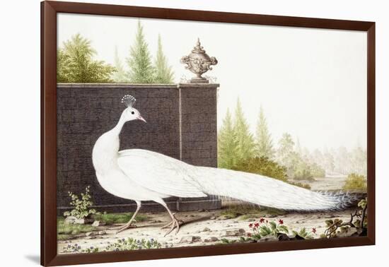 White Peacock-Nicolas Robert-Framed Giclee Print