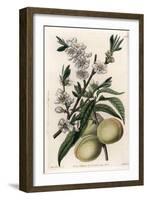 White Pecher - Plate Engraved by S.Watts, from an Illustration by Sarah Anne Drake (1803-1857), Fro-Sydenham Teast Edwards-Framed Giclee Print