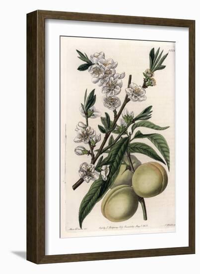 White Pecher - Plate Engraved by S.Watts, from an Illustration by Sarah Anne Drake (1803-1857), Fro-Sydenham Teast Edwards-Framed Giclee Print