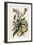 White Pecher - Plate Engraved by S.Watts, from an Illustration by Sarah Anne Drake (1803-1857), Fro-Sydenham Teast Edwards-Framed Giclee Print