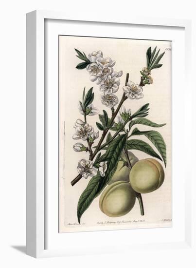 White Pecher - Plate Engraved by S.Watts, from an Illustration by Sarah Anne Drake (1803-1857), Fro-Sydenham Teast Edwards-Framed Giclee Print