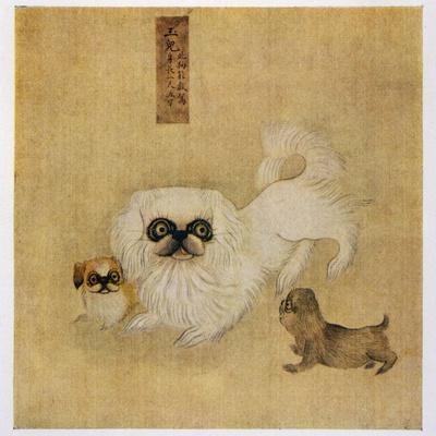 ペキニーズ書籍4冊セット 本 洋書 写真 pekingese PEKINGESE Pekingese Posters & Wall Art Prints | AllPosters.com