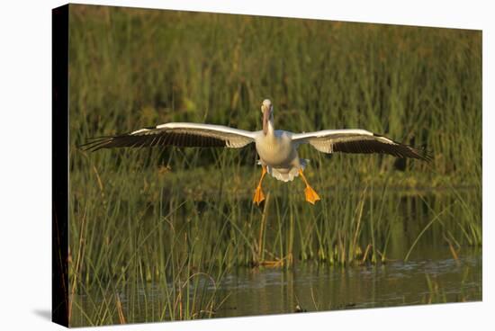 White Pelican Coming in for a Landing, Viera Wetlands, Florida-Maresa Pryor-Stretched Canvas