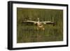 White Pelican Coming in for a Landing, Viera Wetlands, Florida-Maresa Pryor-Framed Photographic Print