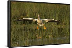 White Pelican Coming in for a Landing, Viera Wetlands, Florida-Maresa Pryor-Framed Photographic Print