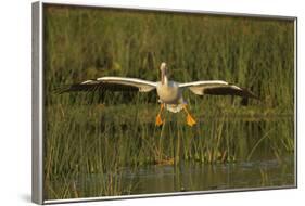 White Pelican Coming in for a Landing, Viera Wetlands, Florida-Maresa Pryor-Framed Photographic Print