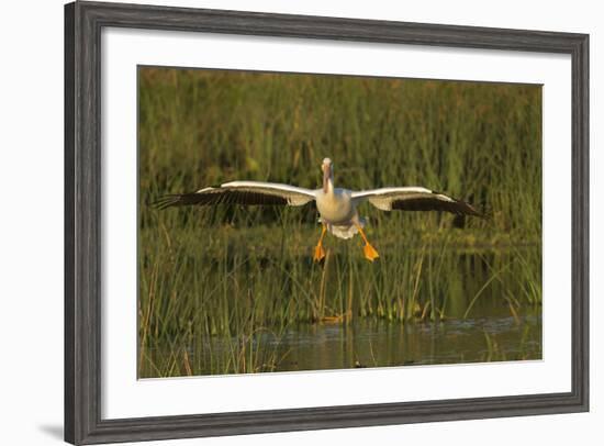 White Pelican Coming in for a Landing, Viera Wetlands, Florida-Maresa Pryor-Framed Photographic Print