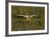 White Pelican Coming in for a Landing, Viera Wetlands, Florida-Maresa Pryor-Framed Photographic Print