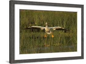 White Pelican Coming in for a Landing, Viera Wetlands, Florida-Maresa Pryor-Framed Photographic Print