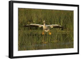 White Pelican Coming in for a Landing, Viera Wetlands, Florida-Maresa Pryor-Framed Photographic Print