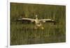 White Pelican Coming in for a Landing, Viera Wetlands, Florida-Maresa Pryor-Framed Photographic Print