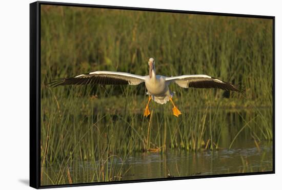 White Pelican Coming in for a Landing, Viera Wetlands, Florida-Maresa Pryor-Framed Stretched Canvas