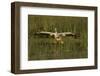 White Pelican Coming in for a Landing, Viera Wetlands, Florida-Maresa Pryor-Framed Photographic Print