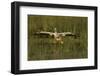 White Pelican Coming in for a Landing, Viera Wetlands, Florida-Maresa Pryor-Framed Photographic Print