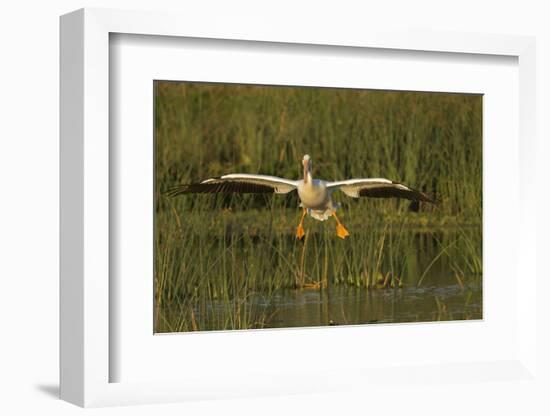 White Pelican Coming in for a Landing, Viera Wetlands, Florida-Maresa Pryor-Framed Photographic Print