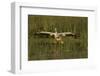 White Pelican Coming in for a Landing, Viera Wetlands, Florida-Maresa Pryor-Framed Photographic Print