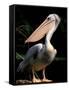 White Pelican, Everglades, Florida, USA-Gavriel Jecan-Framed Stretched Canvas