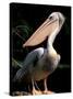 White Pelican, Everglades, Florida, USA-Gavriel Jecan-Stretched Canvas