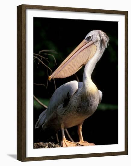 White Pelican, Everglades, Florida, USA-Gavriel Jecan-Framed Premium Photographic Print