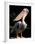 White Pelican, Everglades, Florida, USA-Gavriel Jecan-Framed Premium Photographic Print