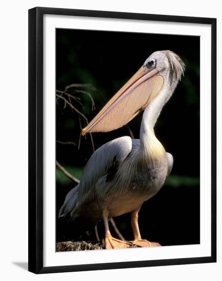 White Pelican, Everglades, Florida, USA-Gavriel Jecan-Framed Premium Photographic Print