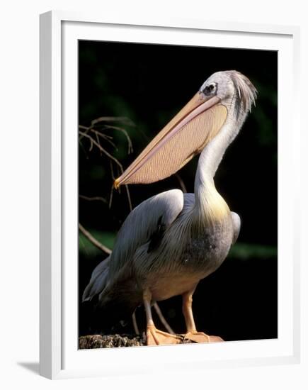 White Pelican, Everglades, Florida, USA-Gavriel Jecan-Framed Premium Photographic Print