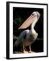 White Pelican, Everglades, Florida, USA-Gavriel Jecan-Framed Premium Photographic Print