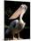 White Pelican, Everglades, Florida, USA-Gavriel Jecan-Mounted Premium Photographic Print