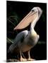 White Pelican, Everglades, Florida, USA-Gavriel Jecan-Mounted Premium Photographic Print