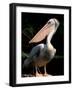 White Pelican, Everglades, Florida, USA-Gavriel Jecan-Framed Photographic Print