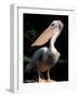 White Pelican, Everglades, Florida, USA-Gavriel Jecan-Framed Photographic Print