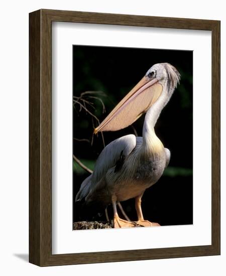 White Pelican, Everglades, Florida, USA-Gavriel Jecan-Framed Photographic Print