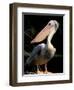 White Pelican, Everglades, Florida, USA-Gavriel Jecan-Framed Photographic Print