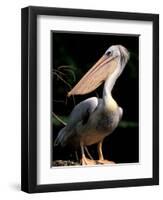 White Pelican, Everglades, Florida, USA-Gavriel Jecan-Framed Photographic Print